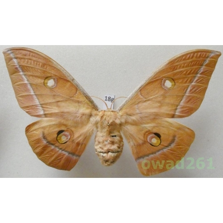 Antheraea pernyi (Guérin-Méneville, 1855) female ex. ovo China 117mm18g